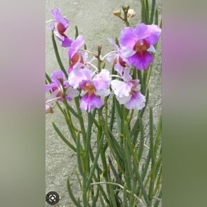 Vanda teres Orchid, Papilionanthe, Miss Joaquim